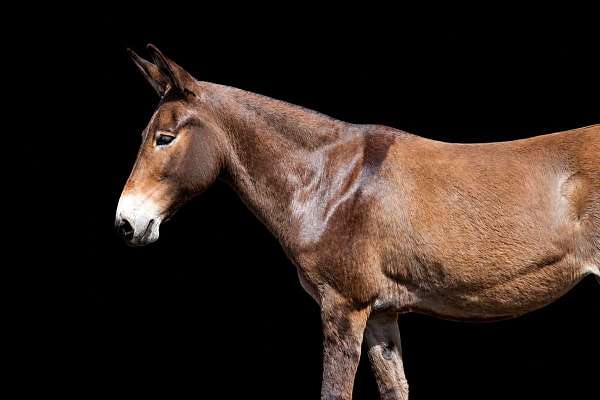experienced-mule