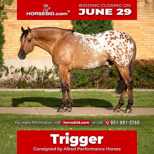 all-around-appaloosa-horse