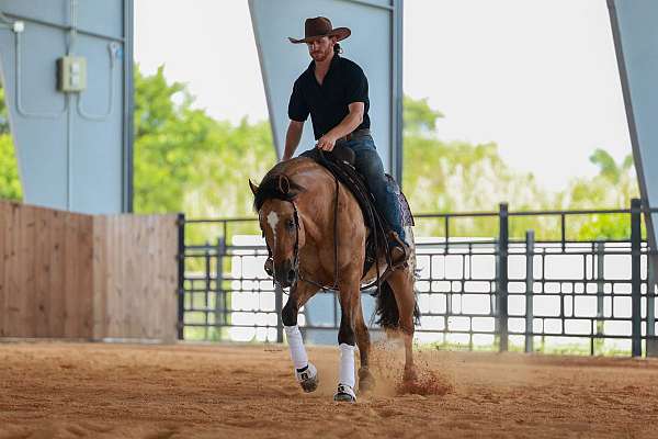 athletic-appaloosa-horse