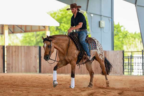 flashy-appaloosa-horse