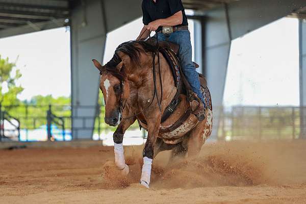 husband-safe-appaloosa-horse