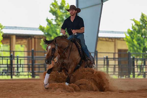 performance-appaloosa-horse