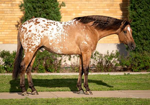 ranch-appaloosa-horse