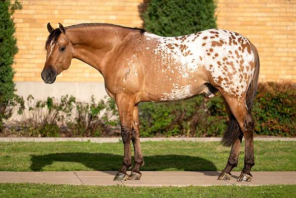 ranch-versatility-appaloosa-horse