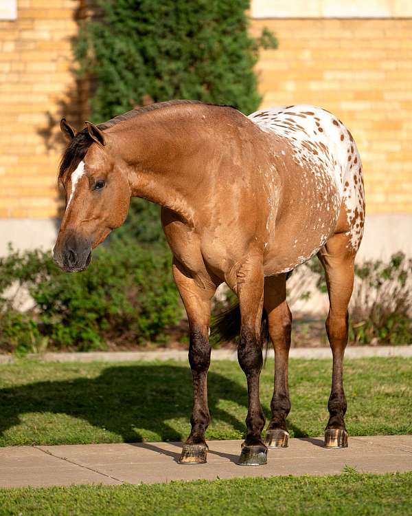 ranch-work-appaloosa-horse