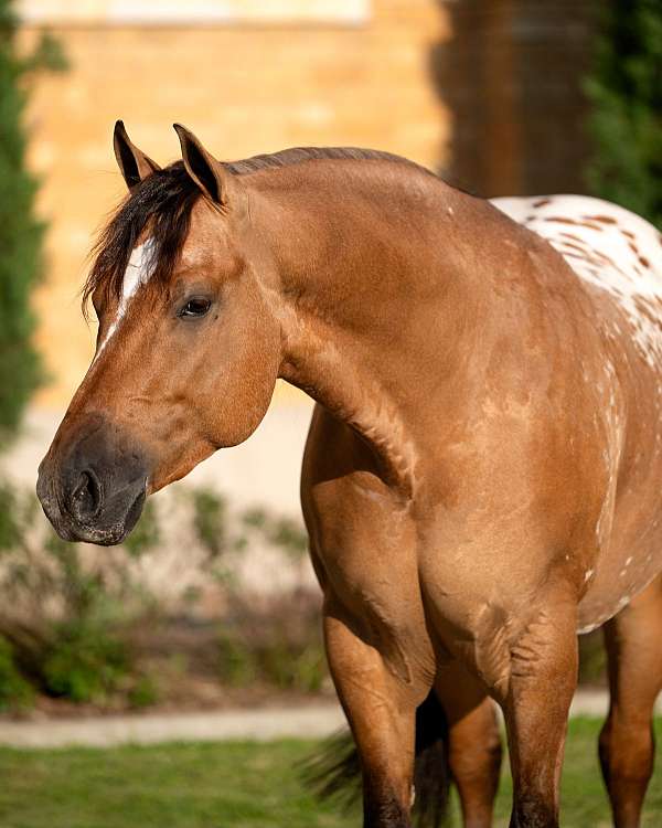reining-appaloosa-horse