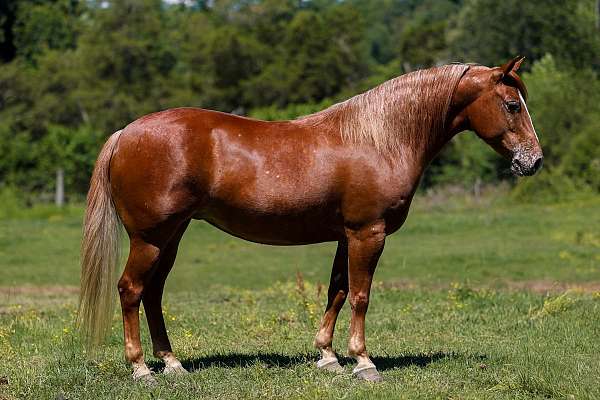 athletic-poa-horse
