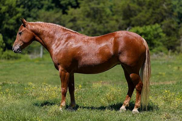 beginner-poa-horse