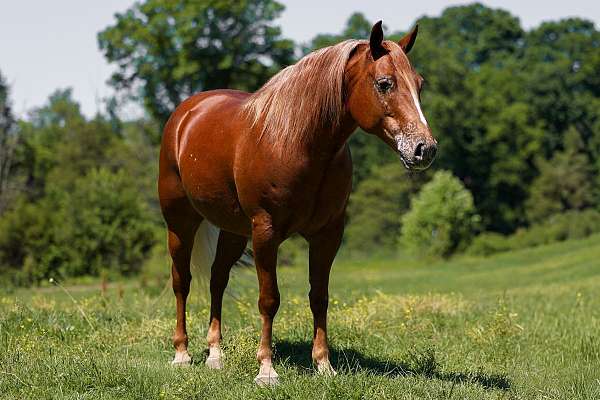 flashy-poa-horse