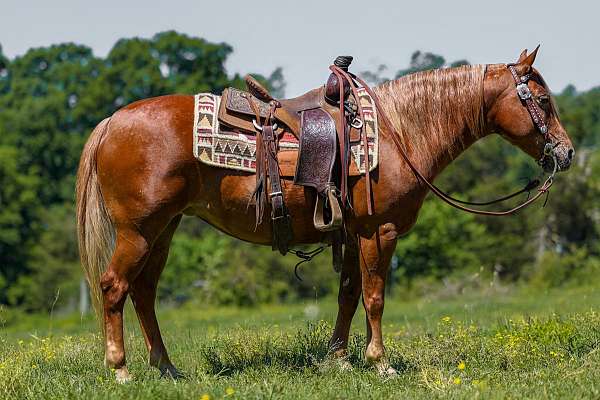 kid-safe-poa-horse