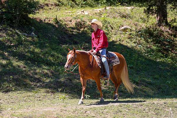 trail-poa-horse