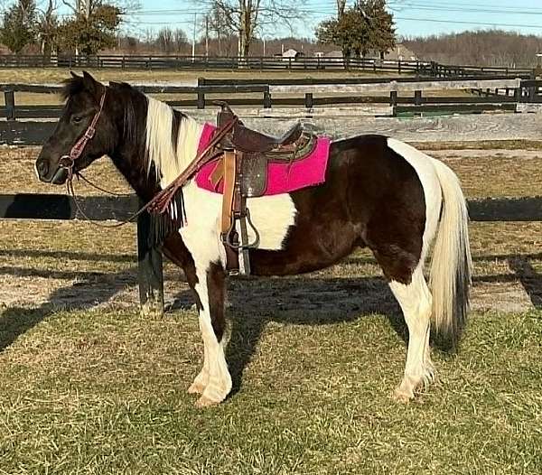 all-around-pony