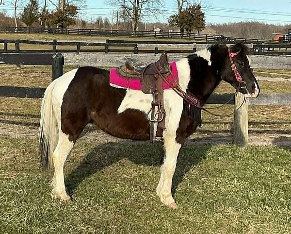 athletic-pony
