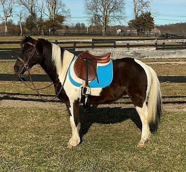 beginner-pony
