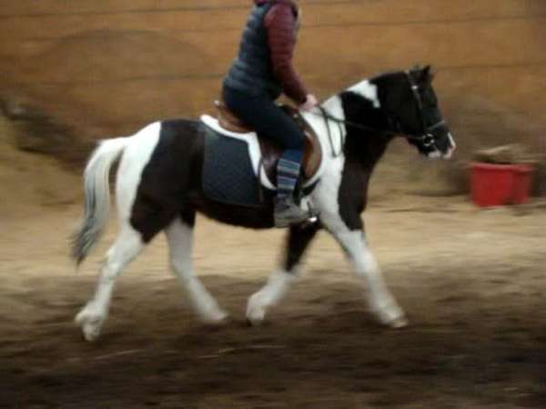 endurance-pony