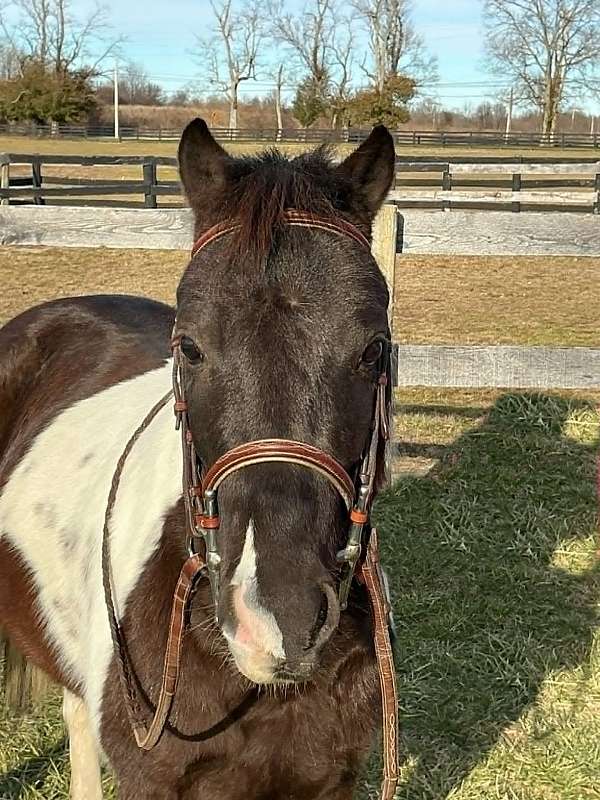 english-pleasure-pony