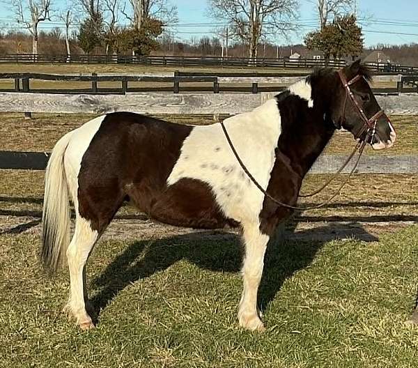 equitation-pony