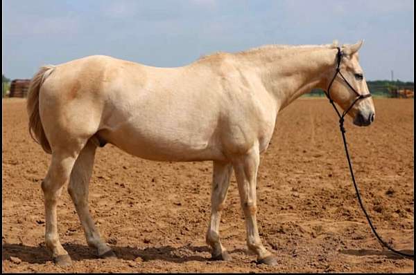 all-around-quarter-horse
