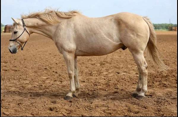 athletic-quarter-horse