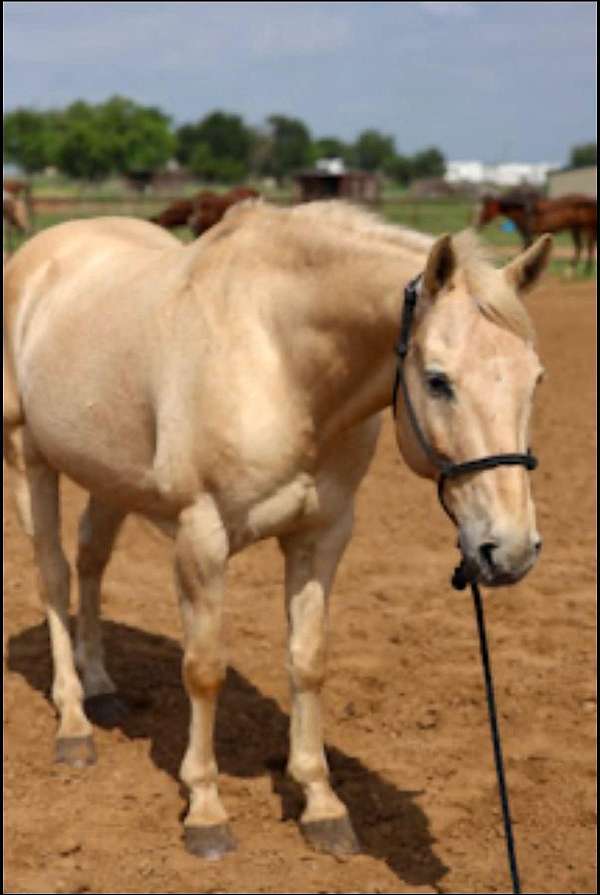 calf-roping-quarter-horse