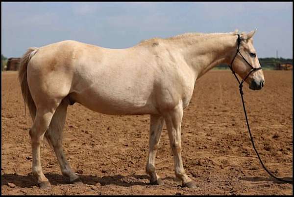 endurance-quarter-horse