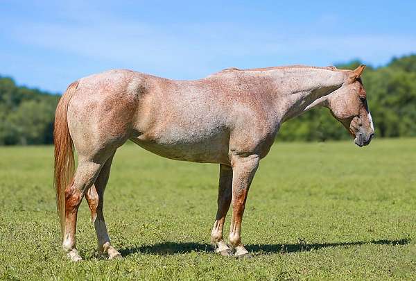 athletic-paint-horse