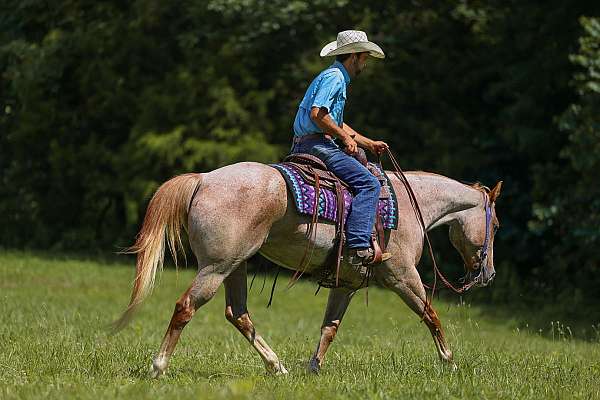 calf-roping-paint-horse