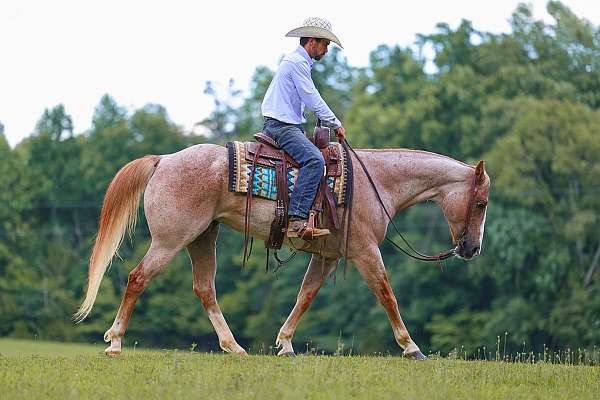ranch-work-paint-horse
