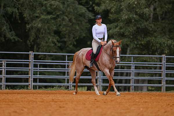 ridden-english-paint-horse