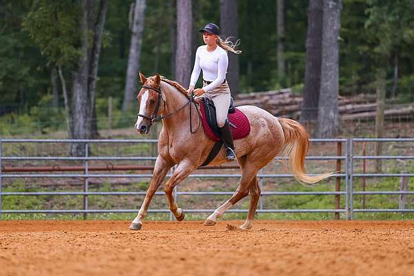 roping-paint-horse