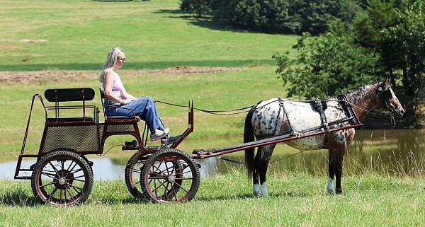 athletic-poa-pony
