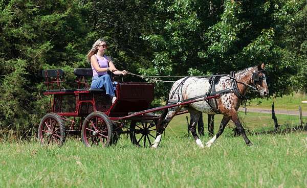 beginner-poa-pony