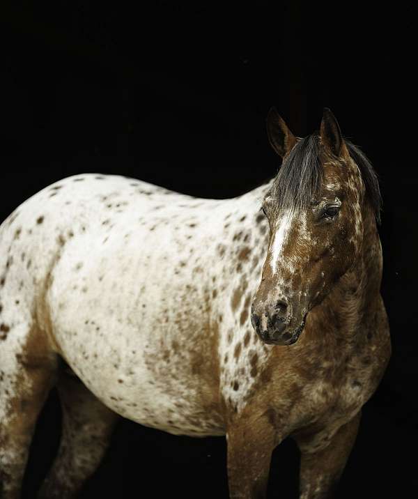 all-around-poa-pony