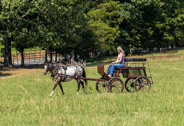 driving-poa-pony