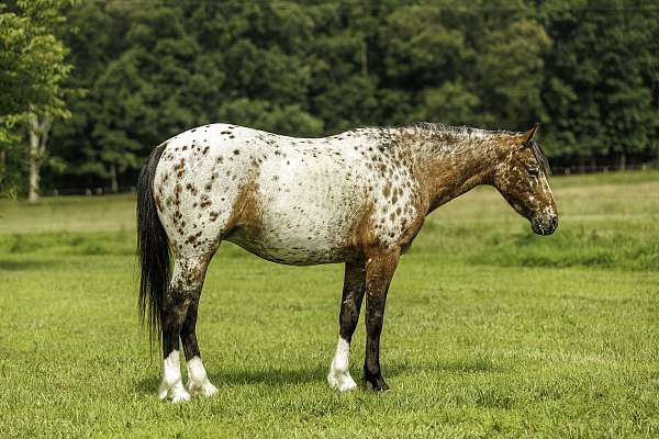 flashy-poa-pony