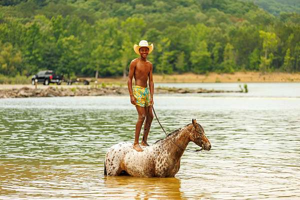 working-cattle-poa-pony