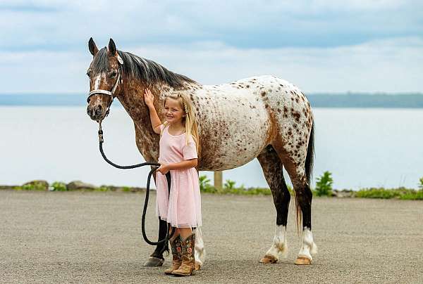 chestnut-poa-mare