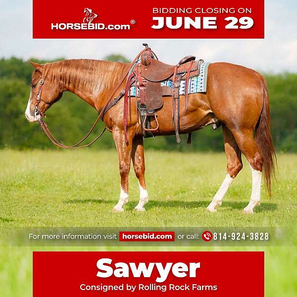 all-around-quarter-horse