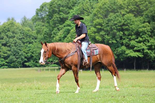 athletic-quarter-horse