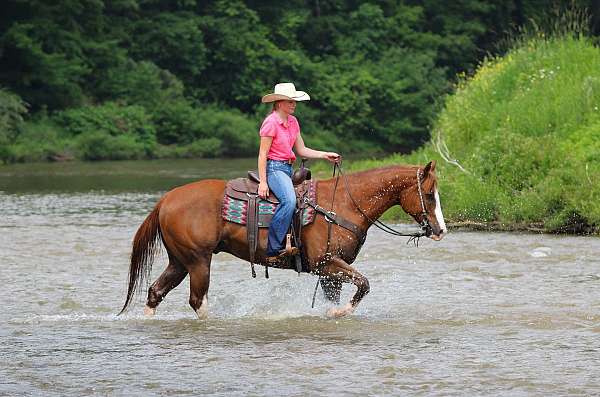 husband-safe-quarter-horse