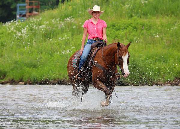 performance-quarter-horse