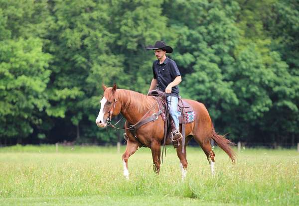 ranch-quarter-horse