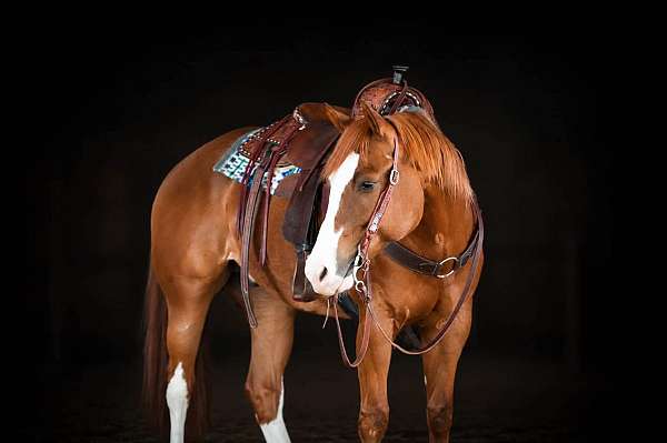 ranch-versatility-quarter-horse