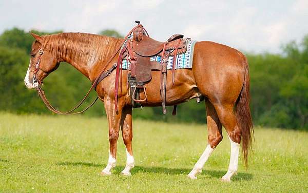 roping-quarter-horse
