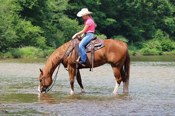 show-quarter-horse