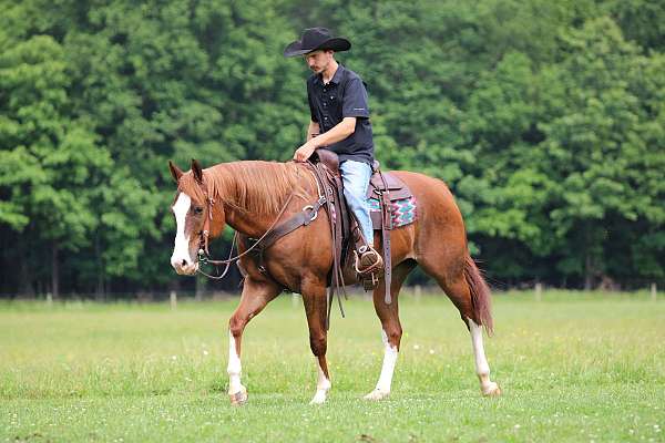 trail-quarter-horse