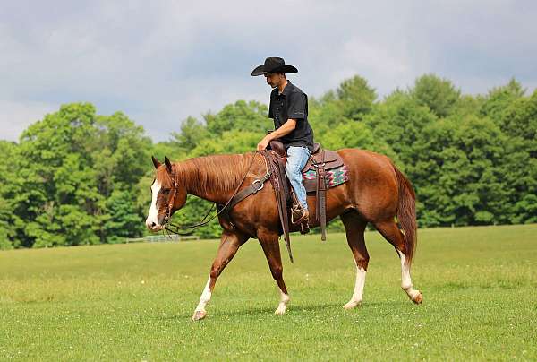 western-riding-quarter-horse
