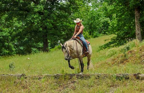 grey-quarter-horse-gelding