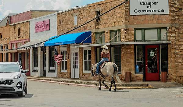 working-cattle-quarter-horse