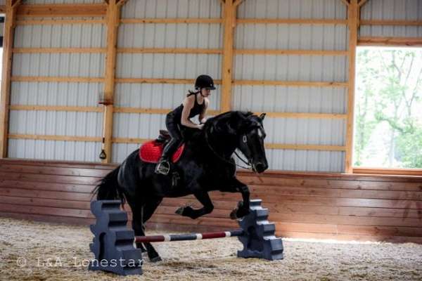 beginner-friesian-horse